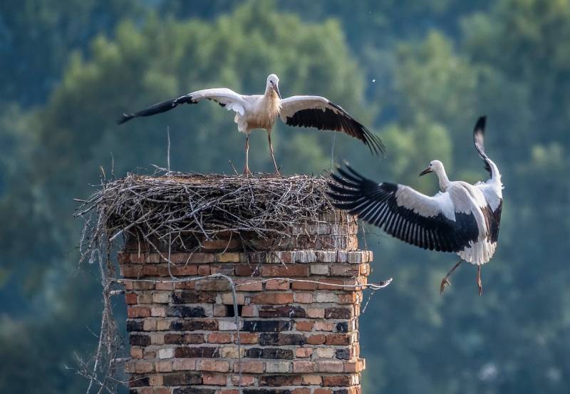 Expert Chimney Animal Removal in Rowley, MA Professional Chimney Animal Removal Services in Rowley, Massachusetts