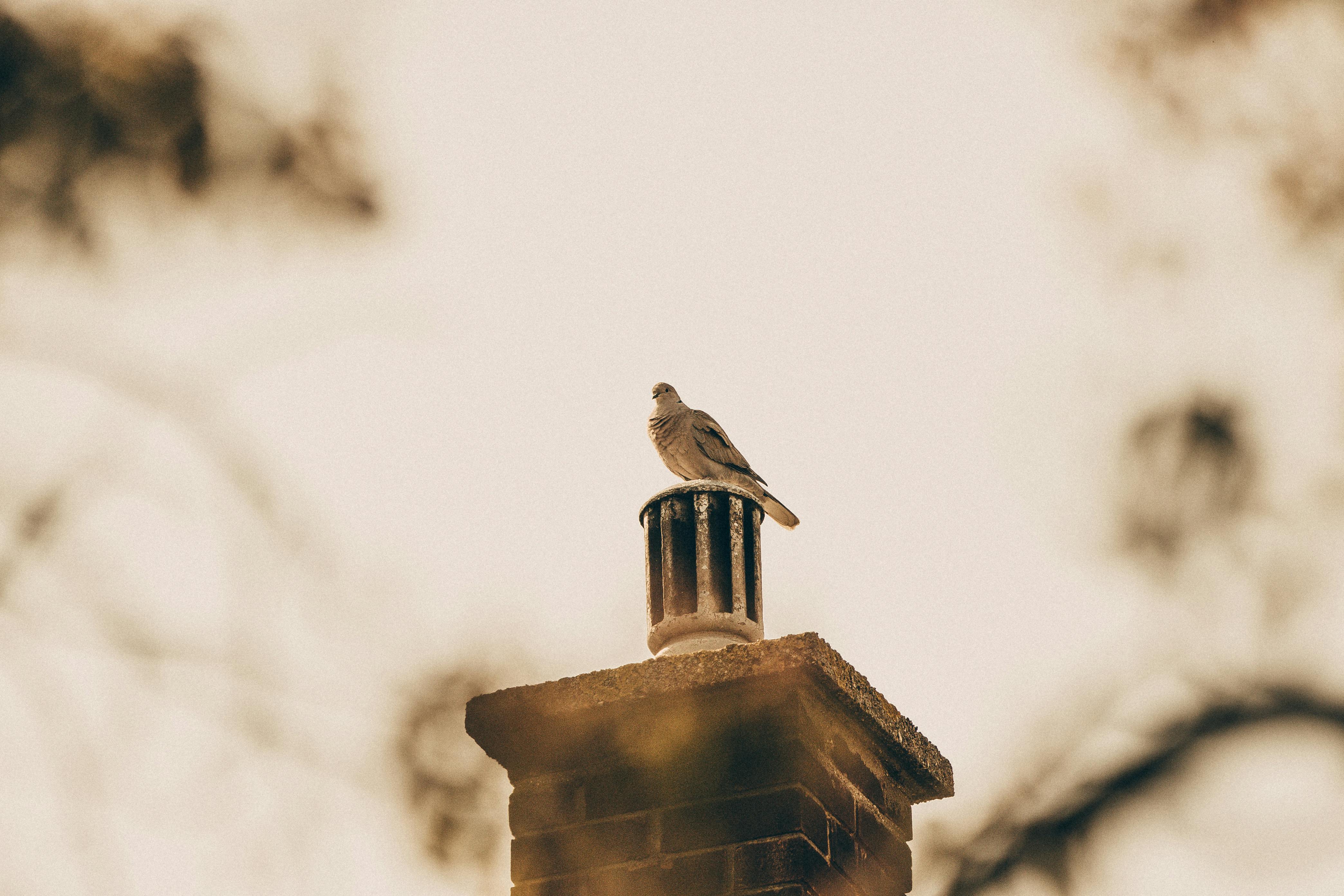 Quality Chimney Caps and Dampers Installation in Rowley, MA Professional Chimney Cap and Damper In Rowley Massachusetts